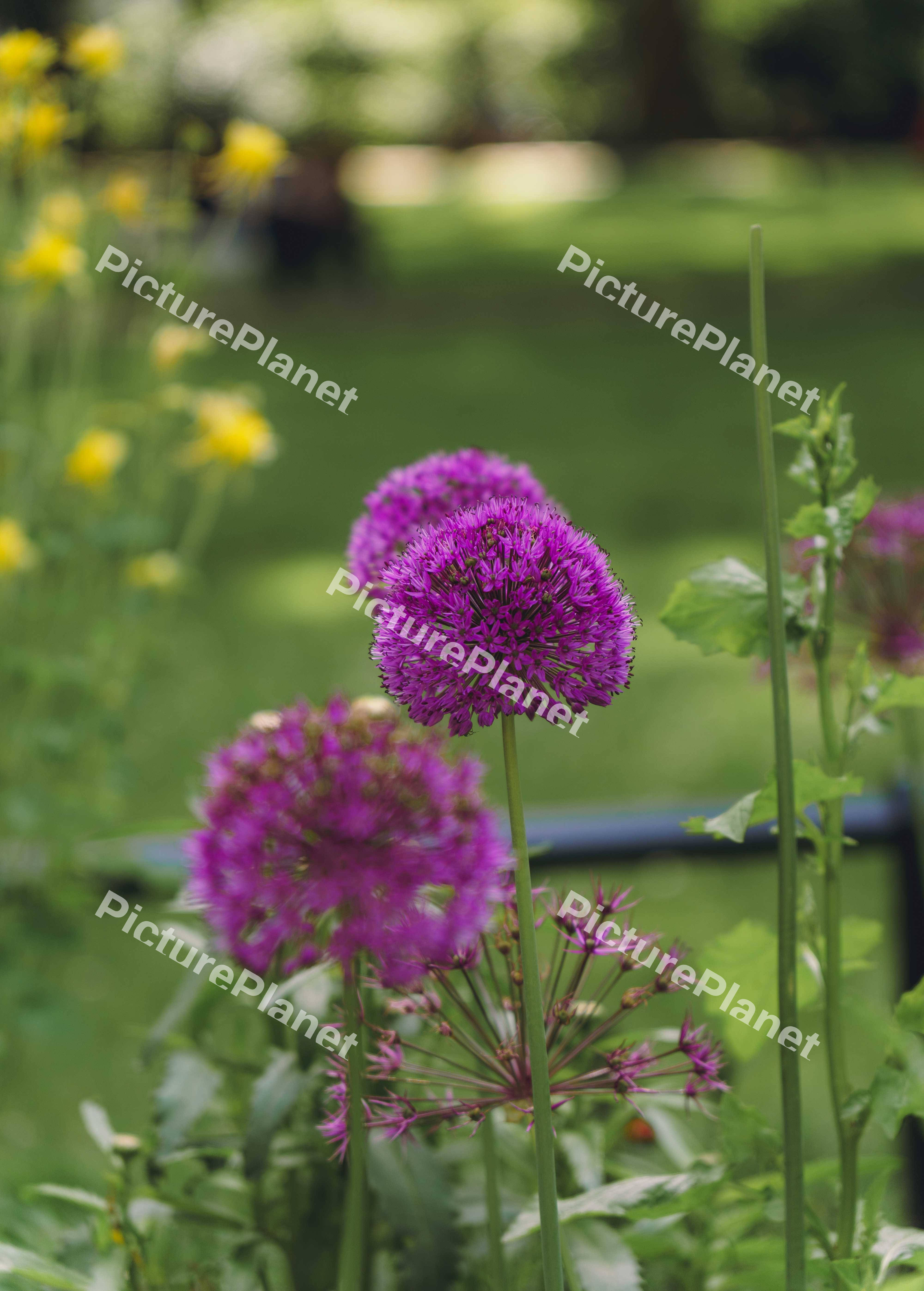 Three Allium (Star of Persia) Variation